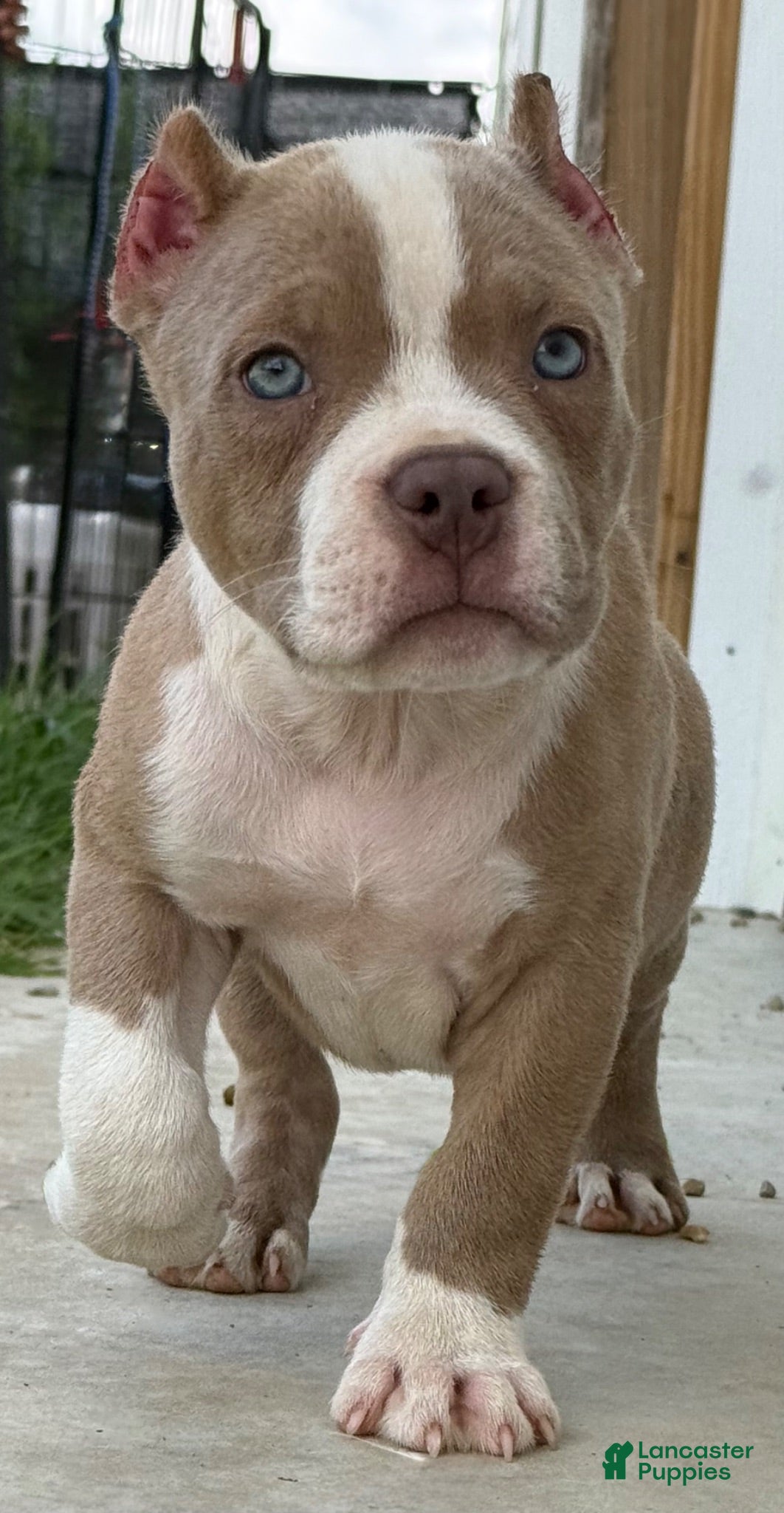 American Bully dogs Fawn Male - Ad 1