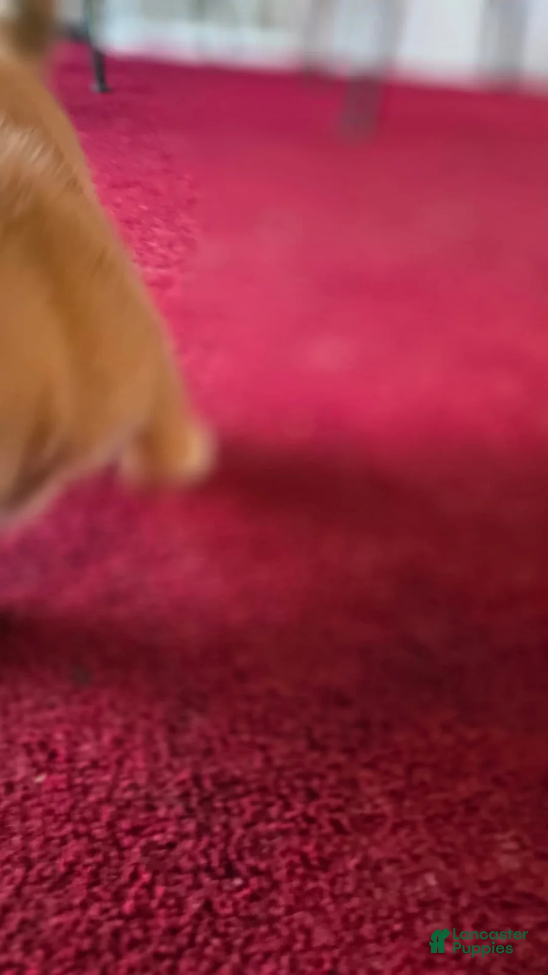 Shiba Inu dogs for sale: Fawn Male - Ad 2