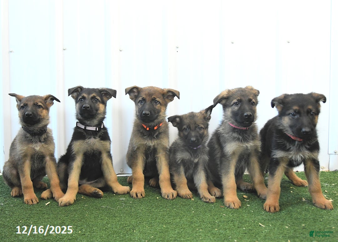 German Shepherd dogs for sale: Hope - Ad 5