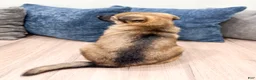 German Shepherd dogs for sale: Karla - Ad 5
