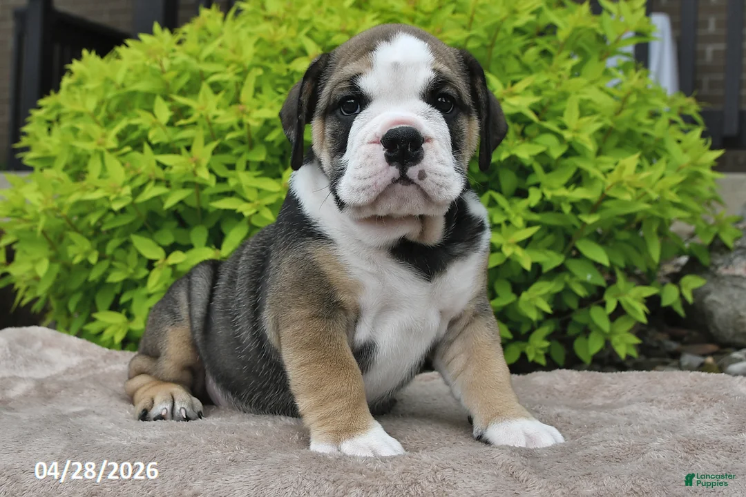 Beabull dogs for sale: Marlee - Ad 1