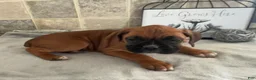 Boxer dogs for sale: Lilly - Ad 3
