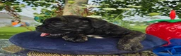 Olde English Bulldogge dogs for sale: Howard - Ad 7