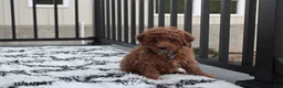 Toy Poodle dogs for sale: Patrick - Ad 25