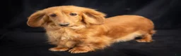 Miniature Dachshund dogs for sale: Patsy - Ad 6
