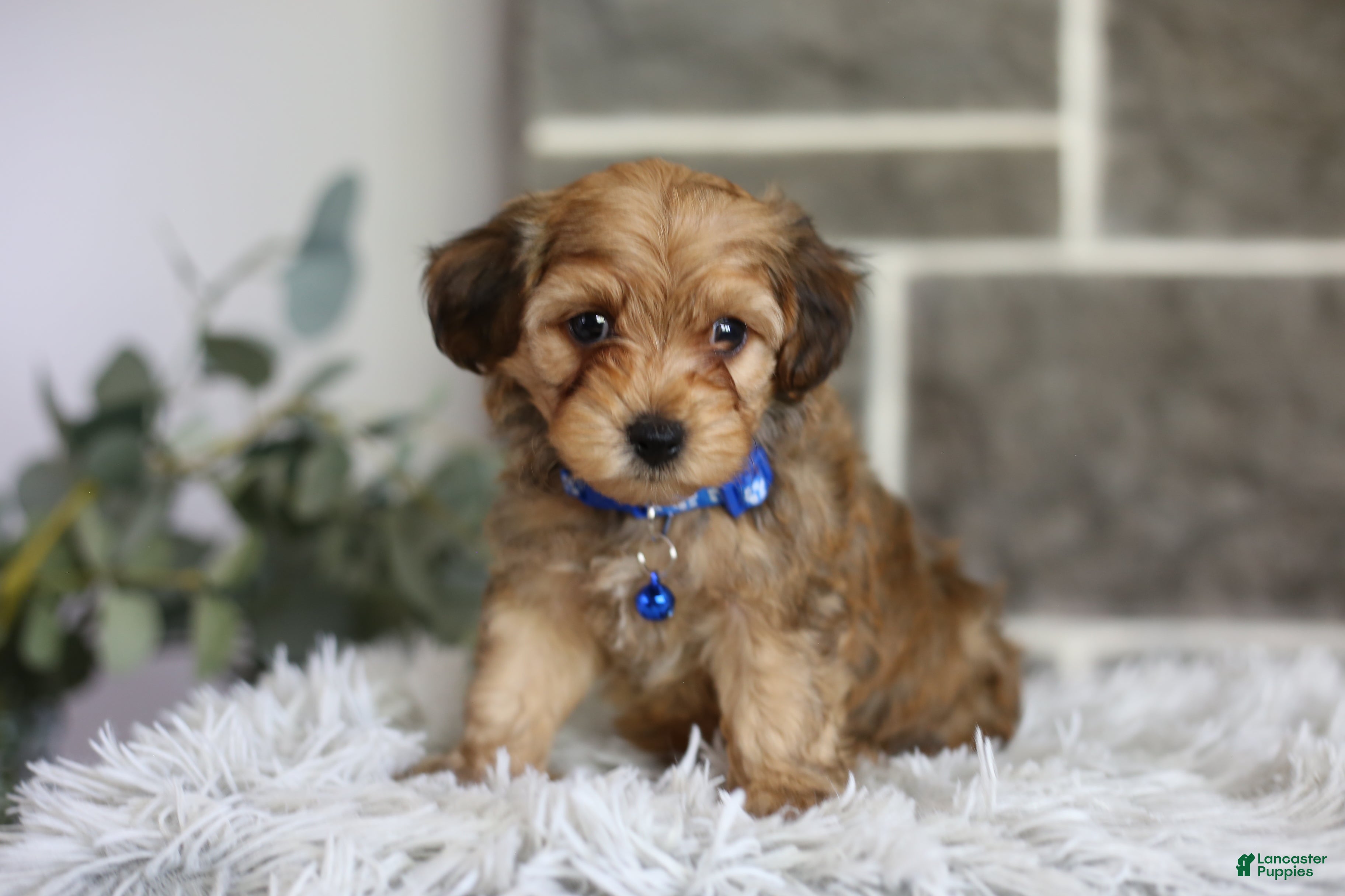 Yorkiepoo dogs Peanut - Ad 1