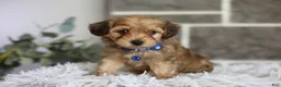 Yorkiepoo dogs for sale: Peanut - Ad 11