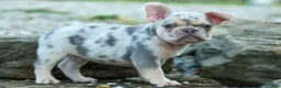 French Bulldog dogs for sale: Spencer 🐾 - Ad 7
