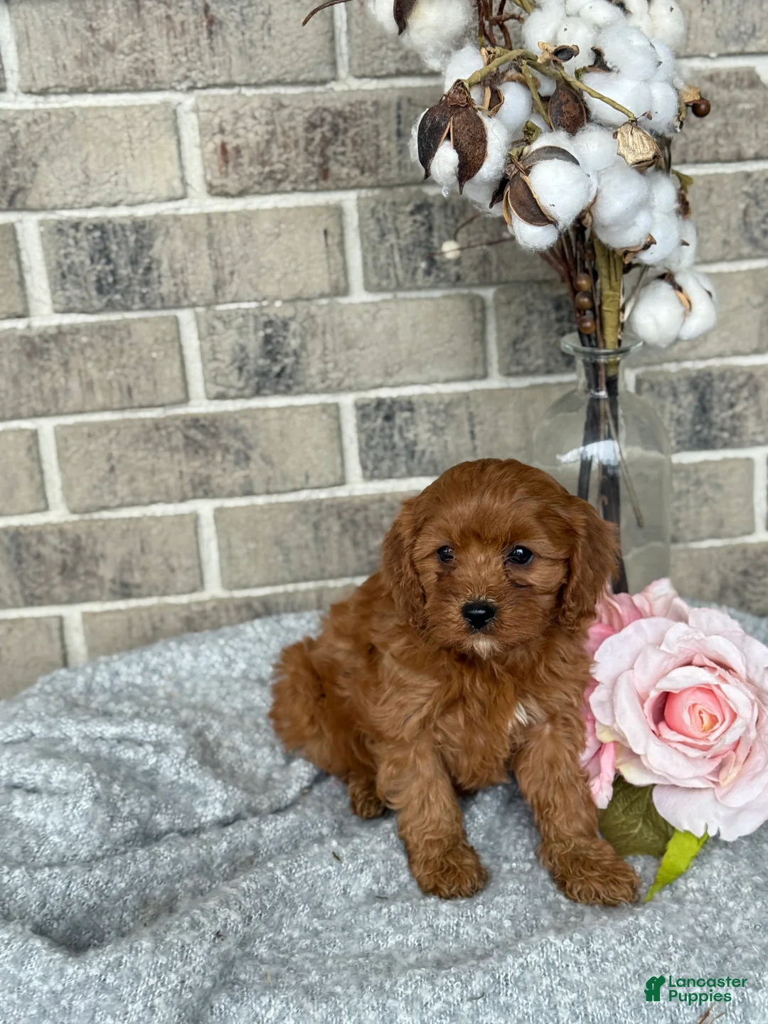 Cavapoo dogs for sale: Kiki - Ad 3