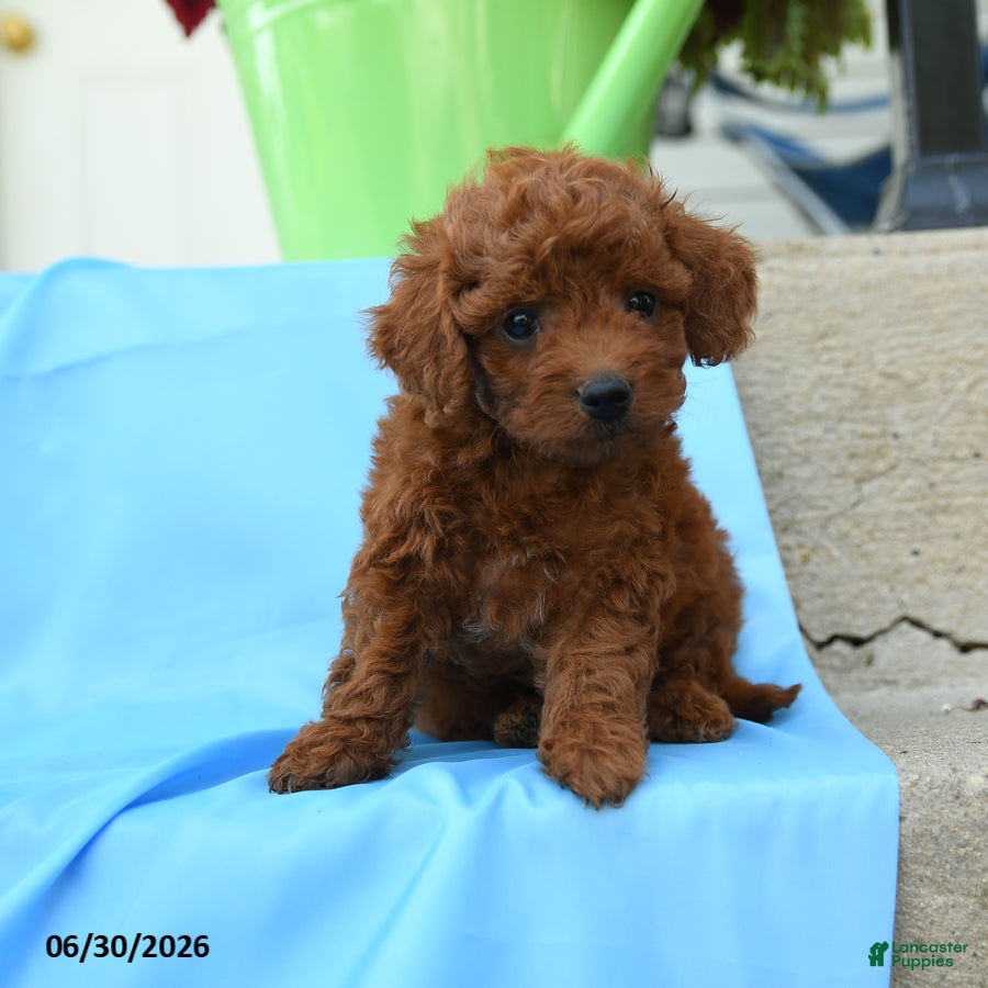 Toy Poodle dogs Franklin - Ad 1