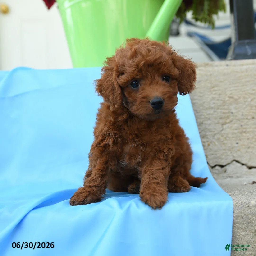 Toy Poodle dogs for sale: Franklin - Ad 1