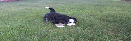Bernedoodle dogs for sale: Sasha - Ad 10