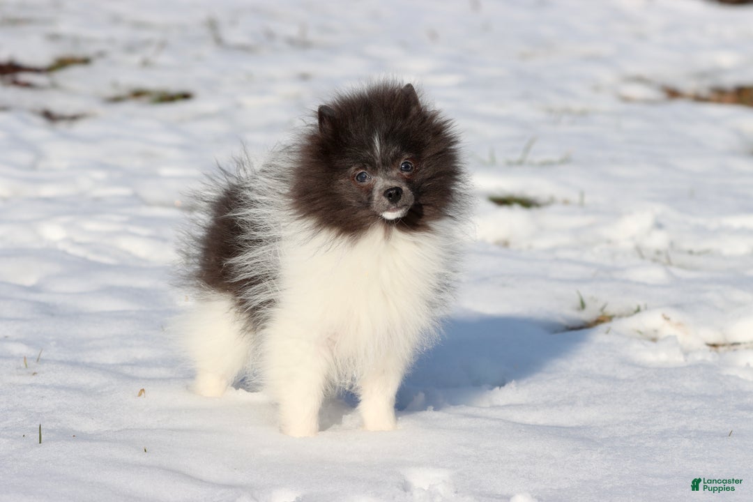 Pomeranian dogs for sale: Sir Plushy - Ad 3