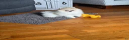 Pomeranian dogs for sale: Pomeranian Puppy 1 - Ad 4