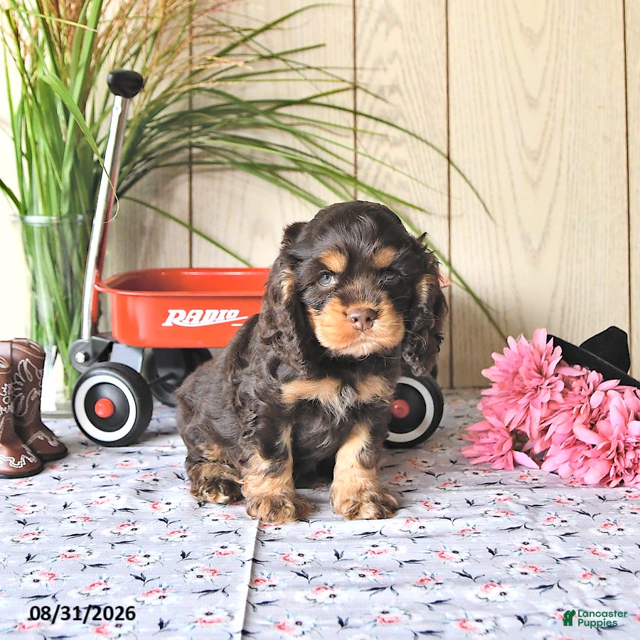 Cocker Spaniel dogs Coco  - Ad 1