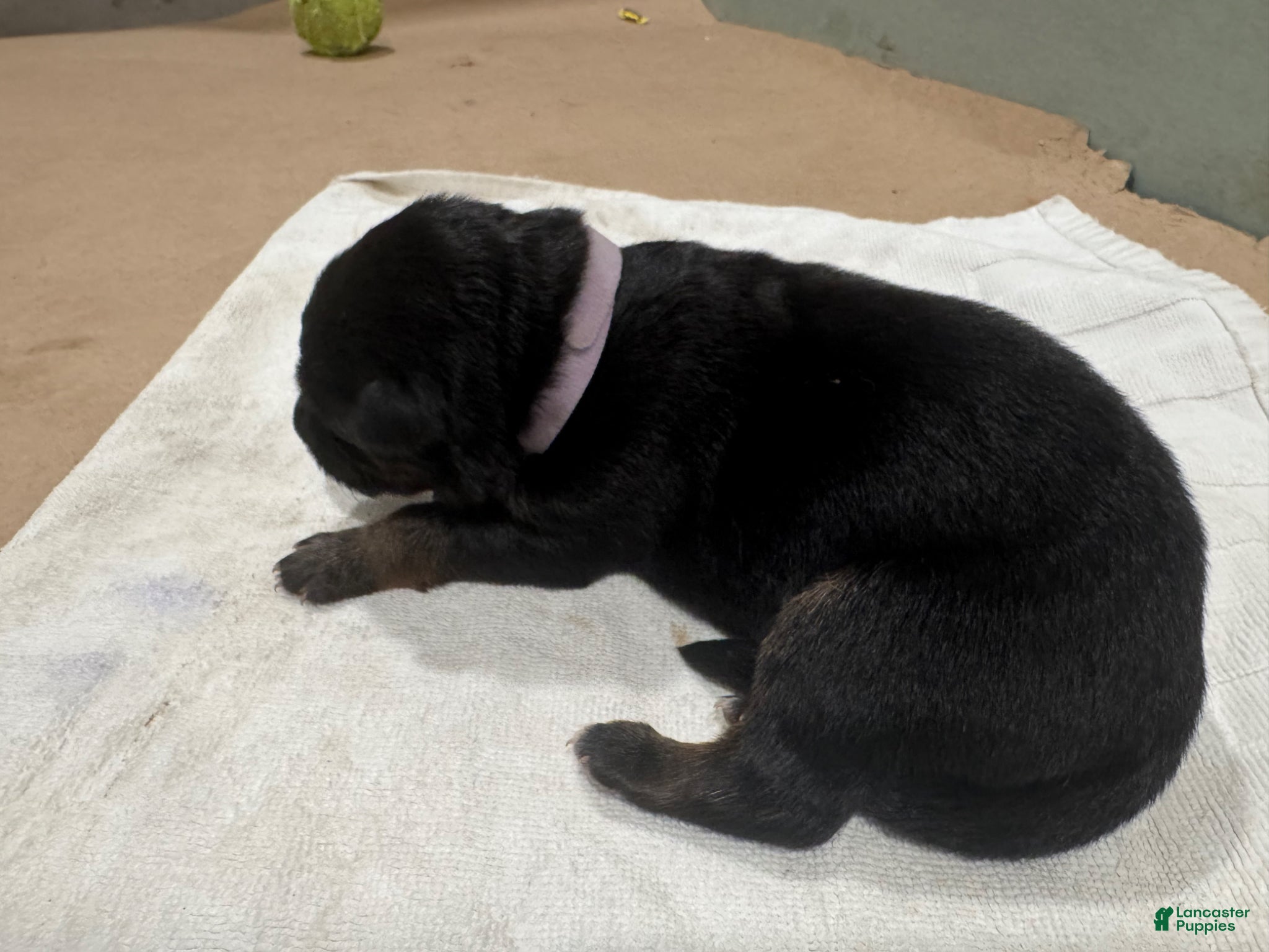 German Shepherd dogs for sale: German Shepherd Puppy 4 - Ad 1