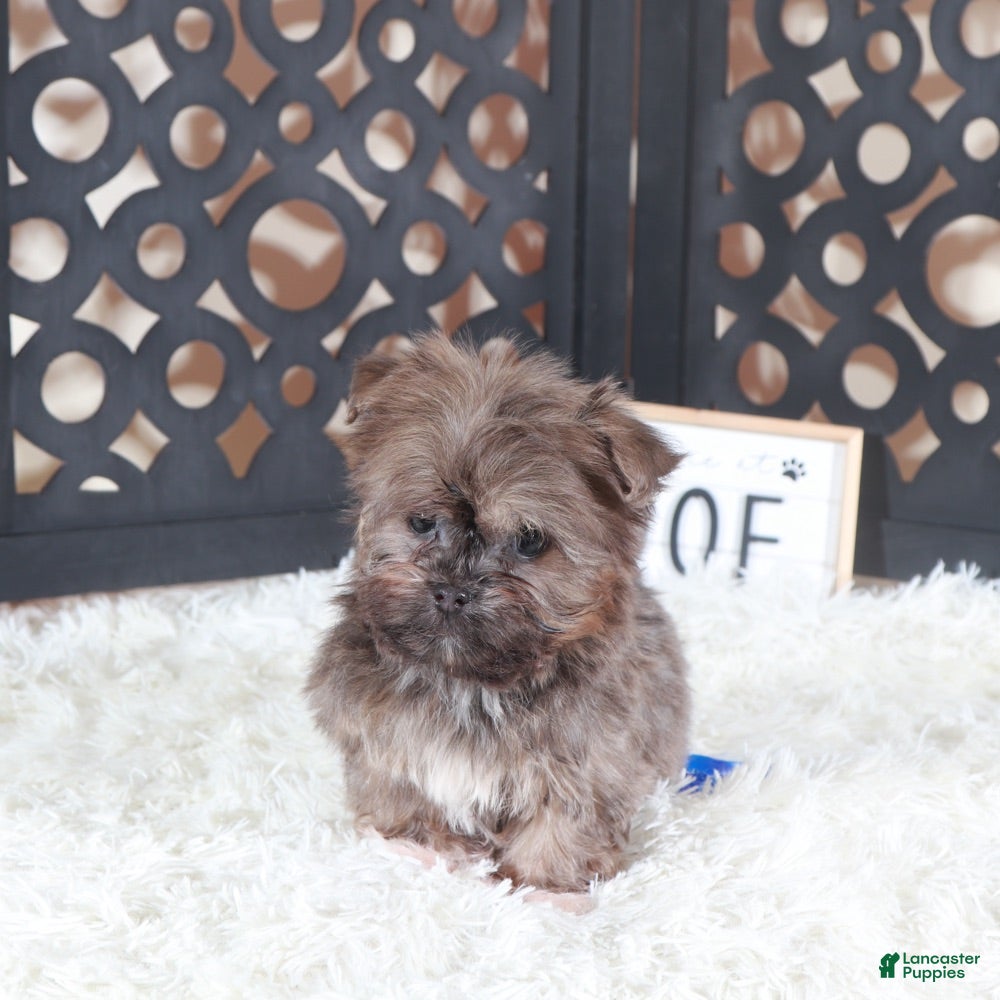 Havanese dogs Havanese Puppy Charlie - Ad 2