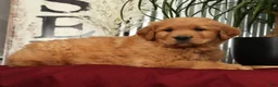 Golden Retriever dogs for sale: Austin - Ad 8