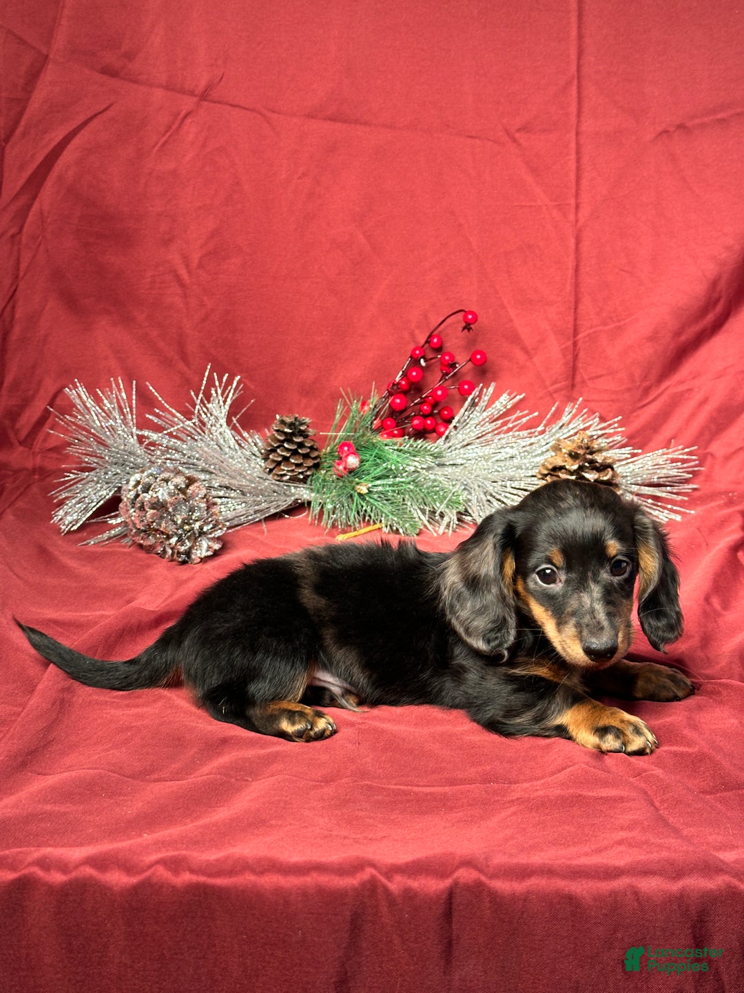 Miniature Dachshund dogs for sale: Easton - Ad 5