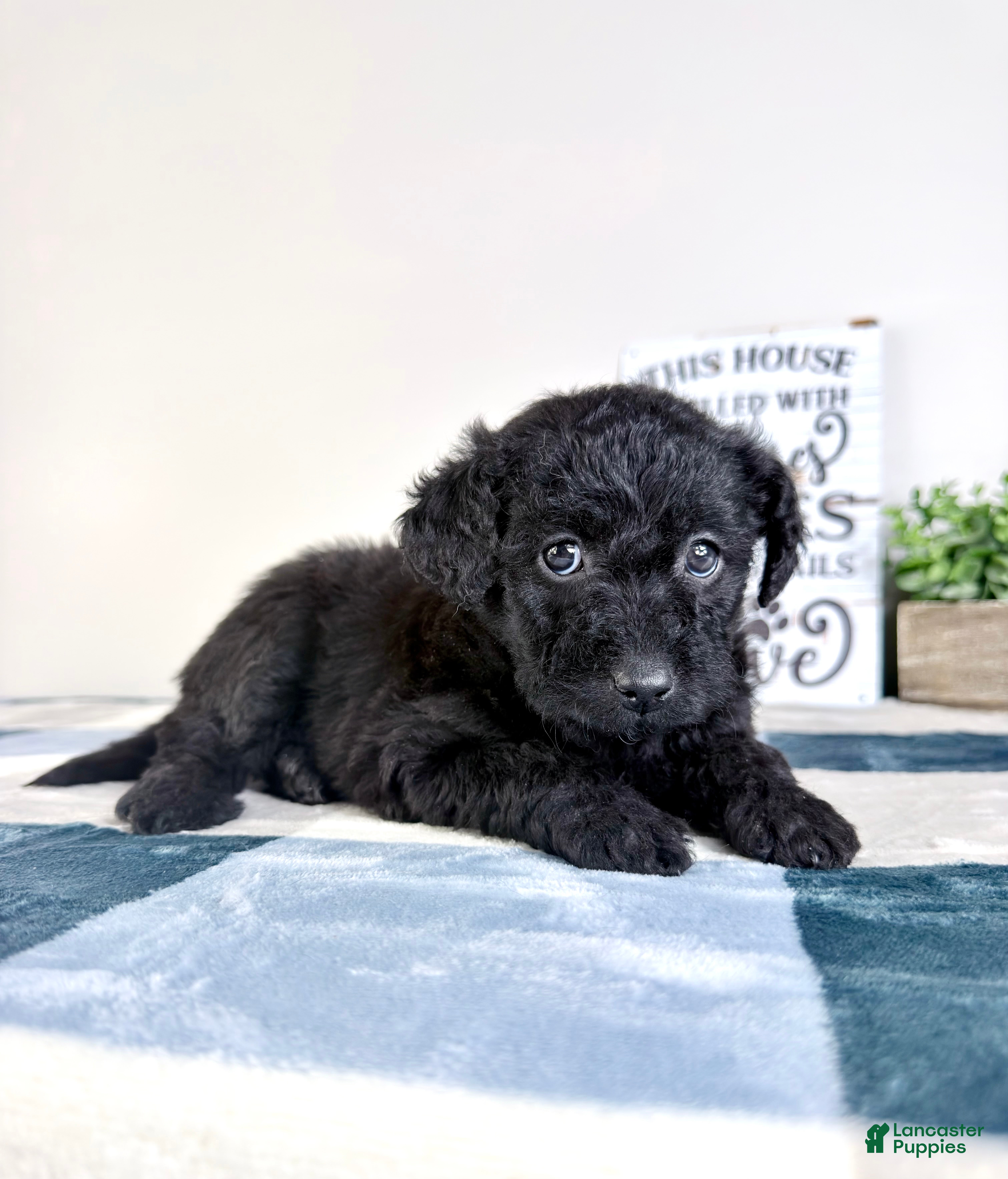 Mixed Breed dogs Allison - Ad 40