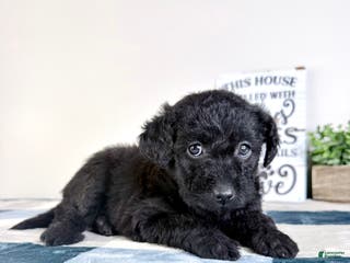 Mixed Breed dogs Allison - Ad 17