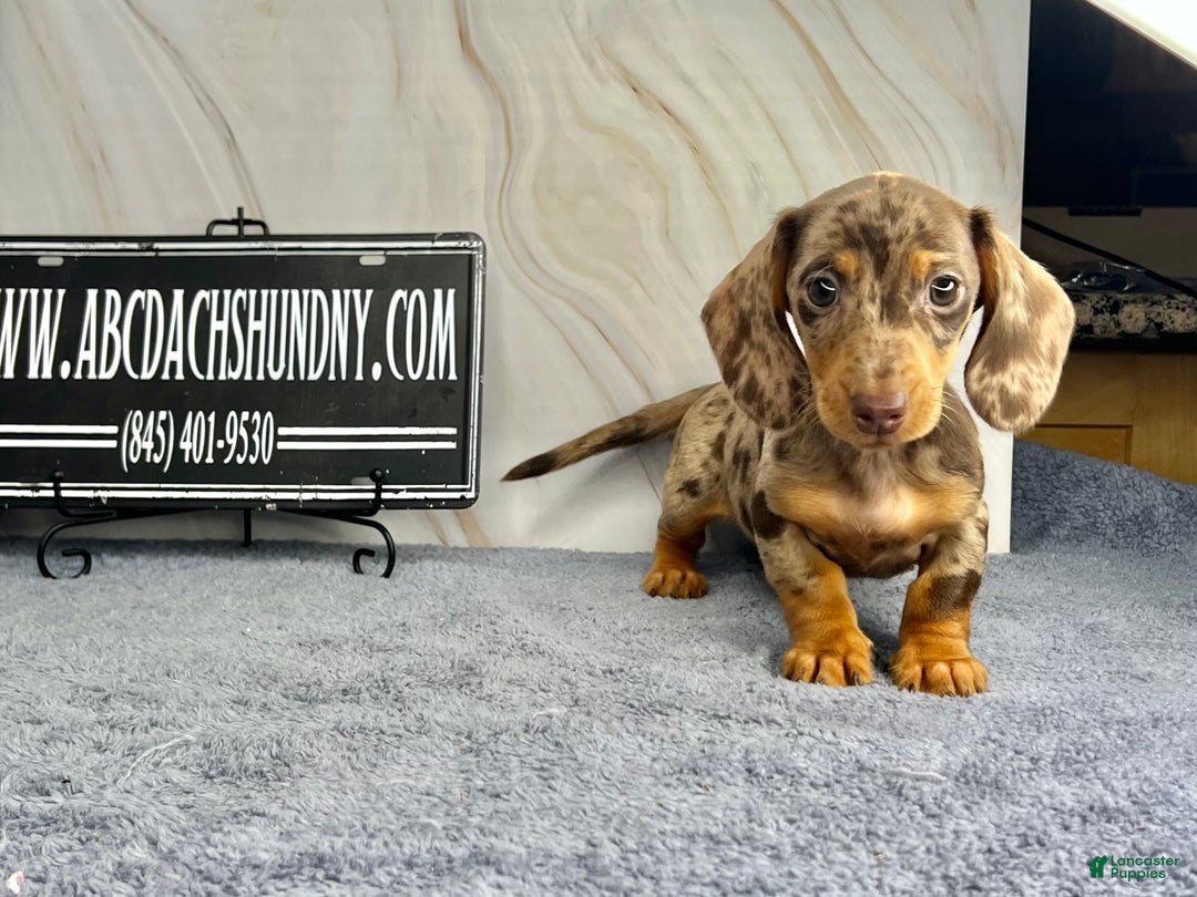 Miniature Dachshund dogs for sale: Rianna dappleShow boy - Ad 4
