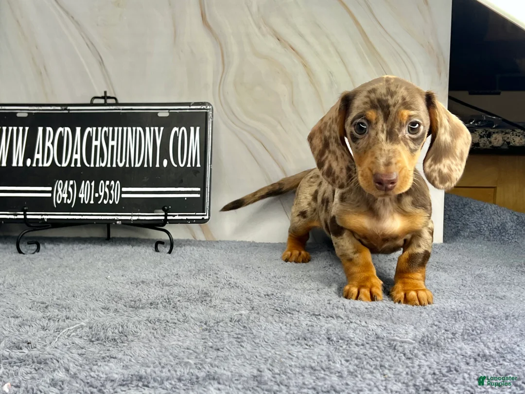 Miniature Dachshund dogs for sale: Rianna dappleShow boy - Ad 32