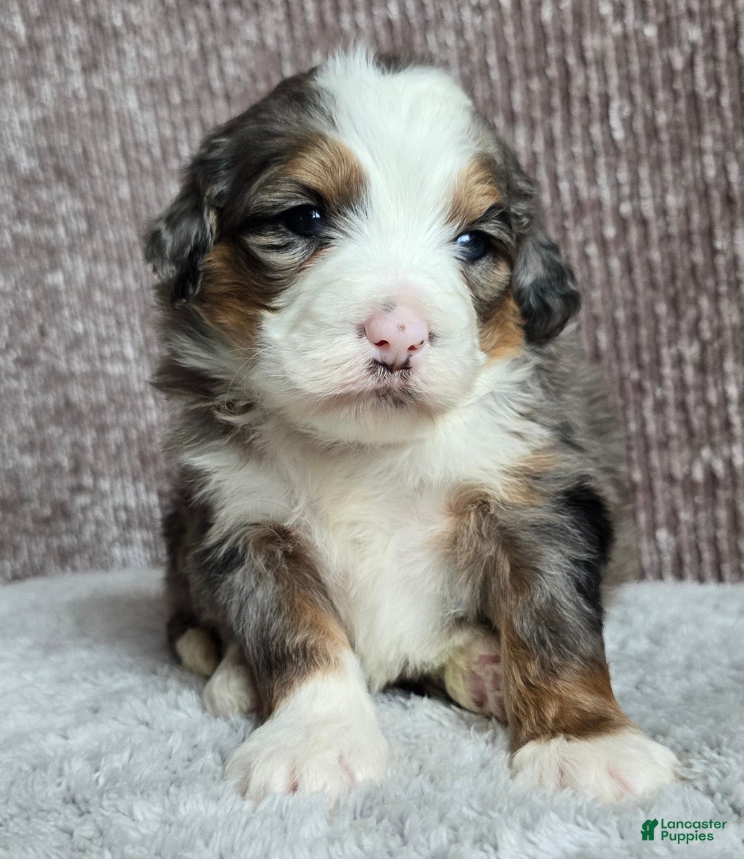 Mini Bernedoodle dogs for sale: Mini Oakley - Ad 6