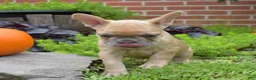 French Bulldog dogs for sale: Pumpkin - Ad 4