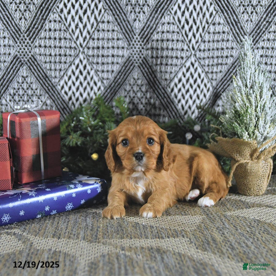 Cavalier King Charles Spaniel dogs Ava  - Ad 14