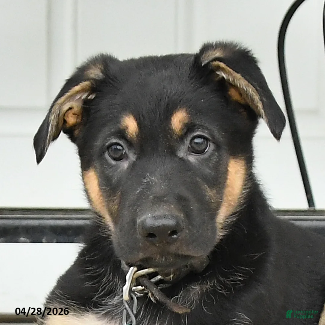 German Shepherd dogs for sale: Dallas - Ad 3