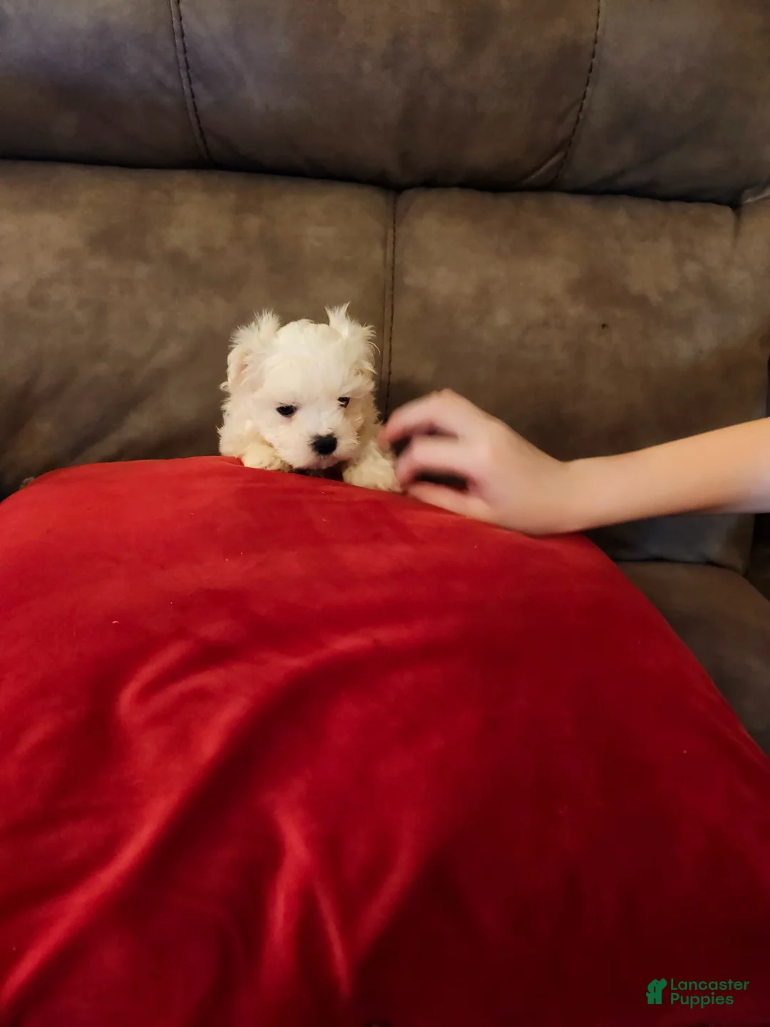 Maltese dogs for sale: Maltese Puppy 1 - Ad 20