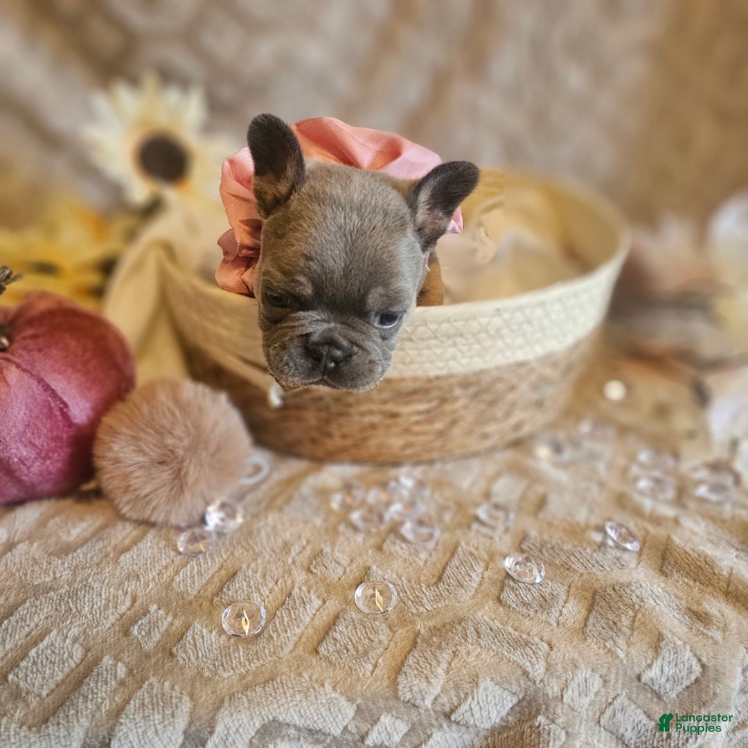 French Bulldog dogs for sale: Velour AKC Fluffy Carrier  - Ad 22