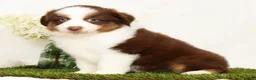 Miniature Australian Shepherd dogs for sale: Pepper - Ad 6