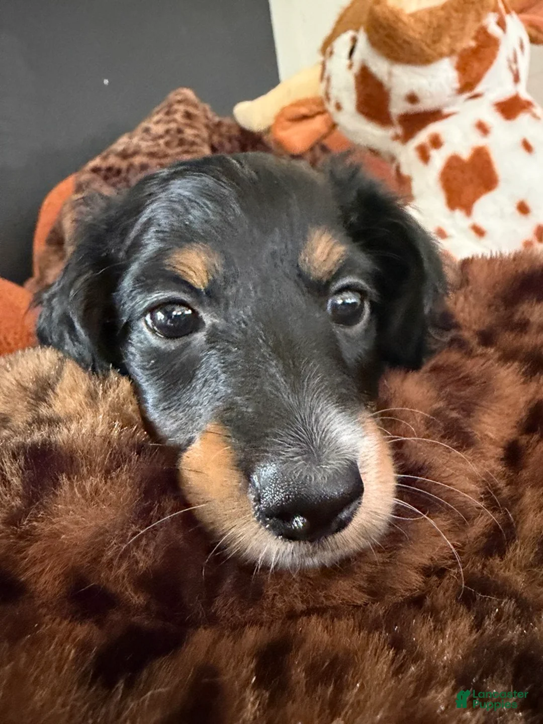 Miniature Dachshund dogs for sale: Miniature Dachshund 3 - Ad 2