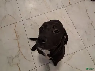 Mixed Breed dogs Mixed Breed Puppy 1 - Ad 12