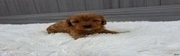 Cavapoo dogs for sale: Nyx - Ad 31