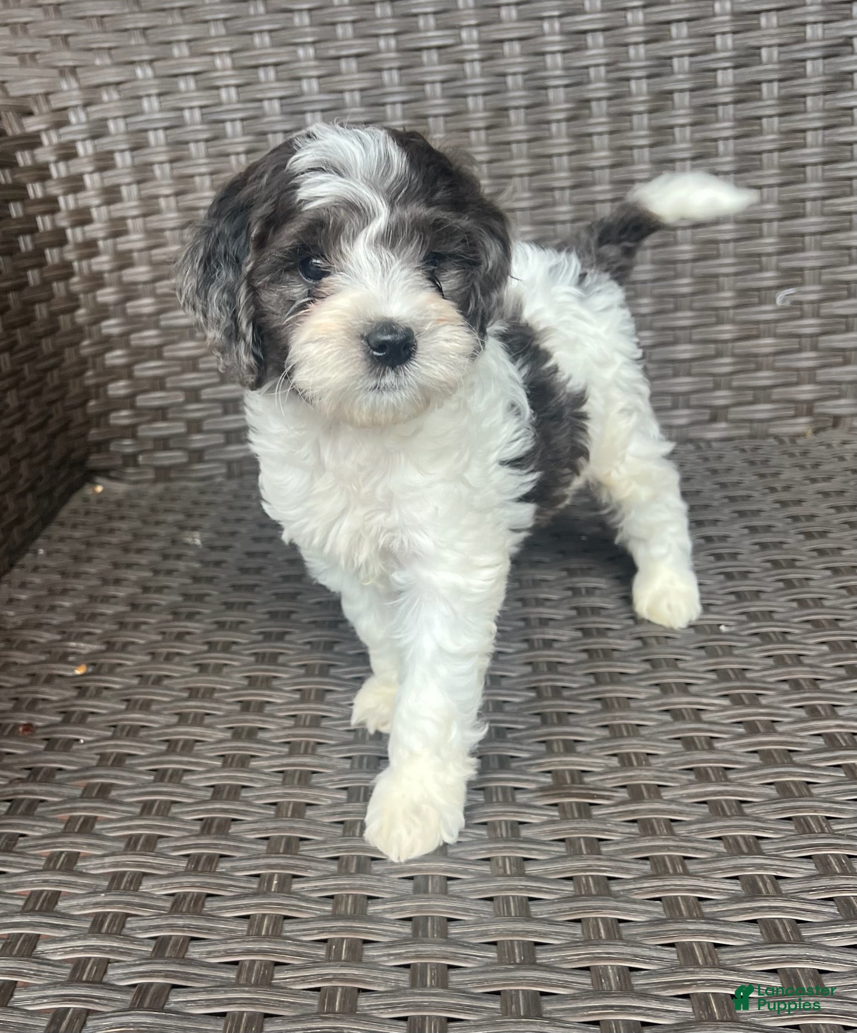 Mini Goldendoodle dogs Winston - F1b mini Golden Doodle - Ad 1