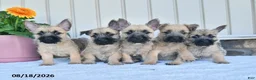 Cairn Terrier dogs for sale: Adriana - Ad 5