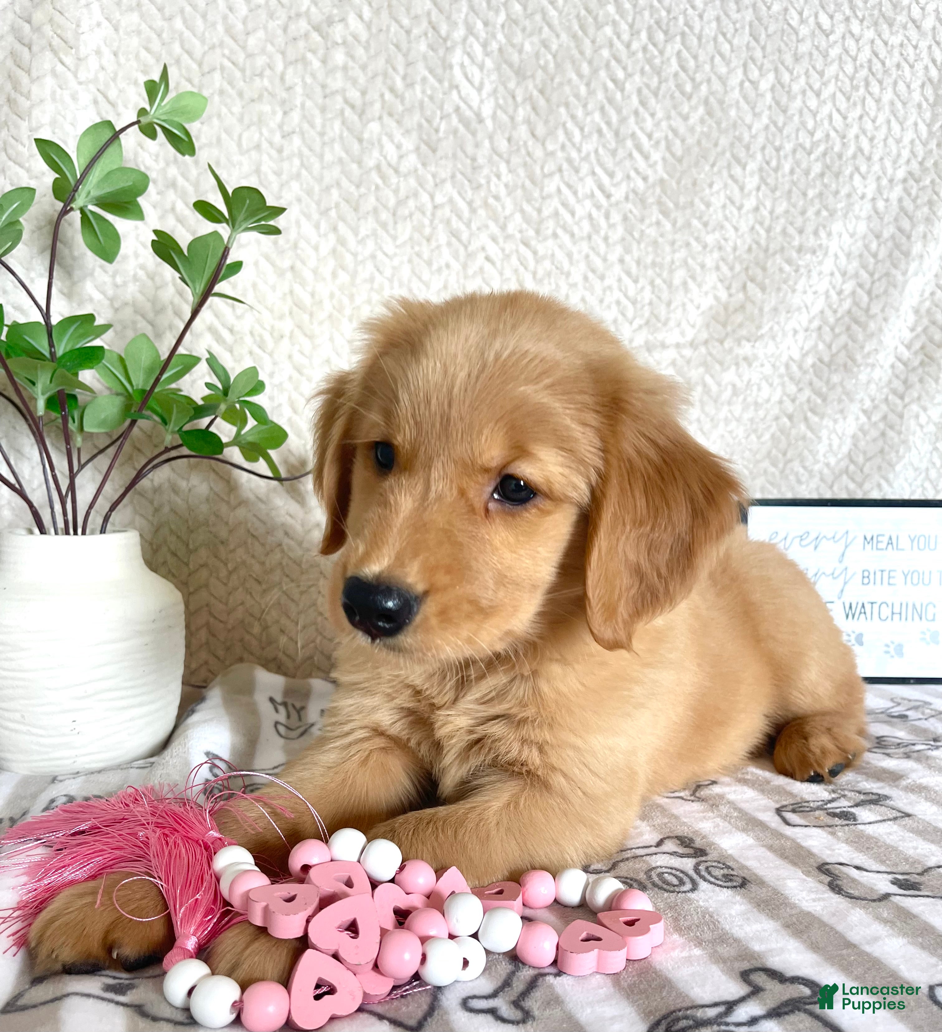 Golden Retriever dogs Gidget  - Ad 18