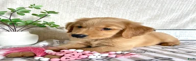 Gidget 