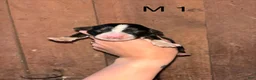 Bernese Mountain Dog dogs for sale: Bernese Mountain Dog m1 - Ad 1