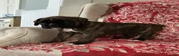 Boxer dogs for sale: Bayern - Ad 8