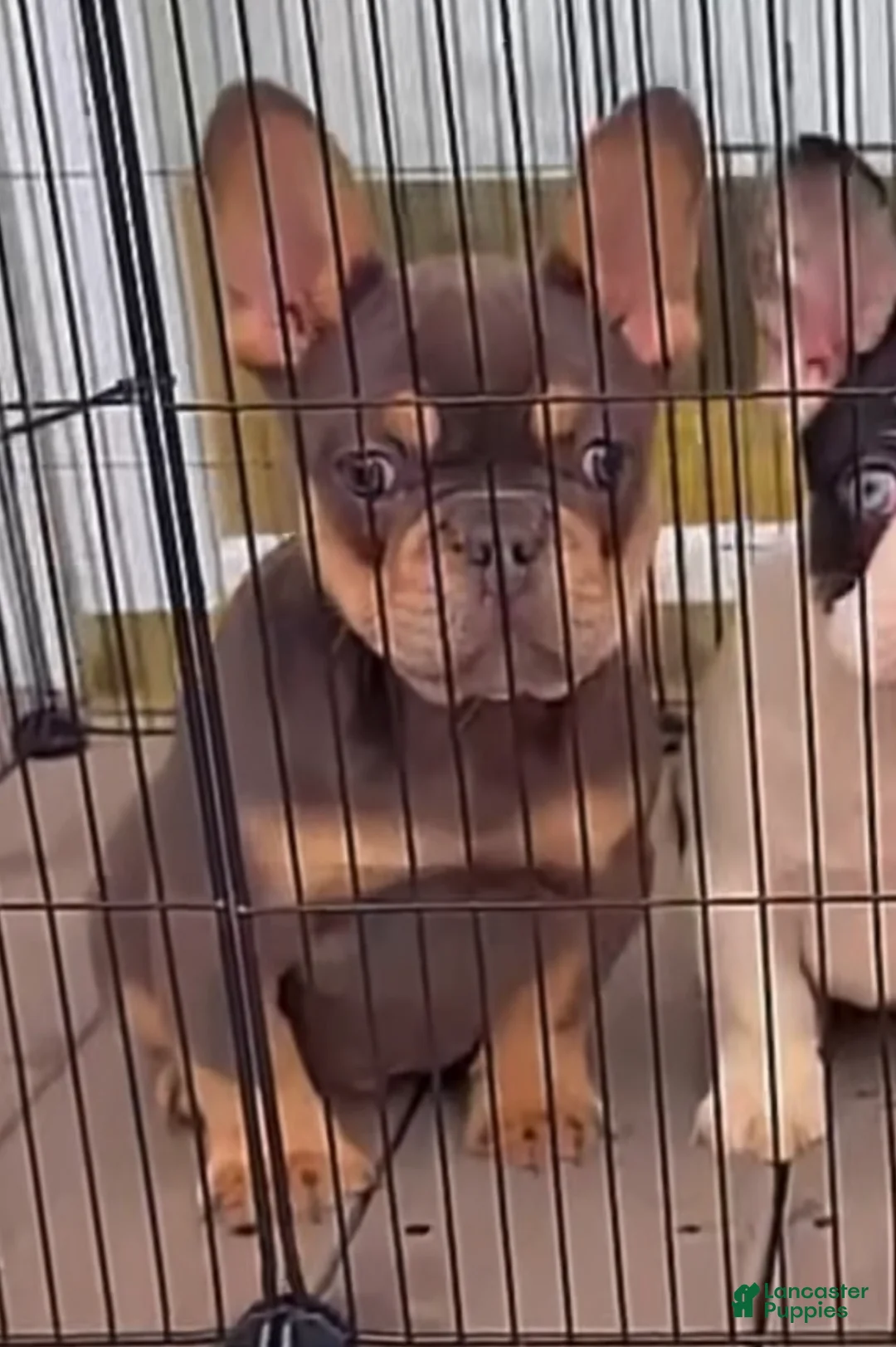 French Bulldog dogs for sale: Blue Papa  - Ad 2