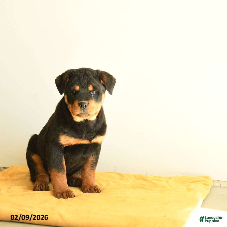 Rottweiler dogs Selena - Ad 2