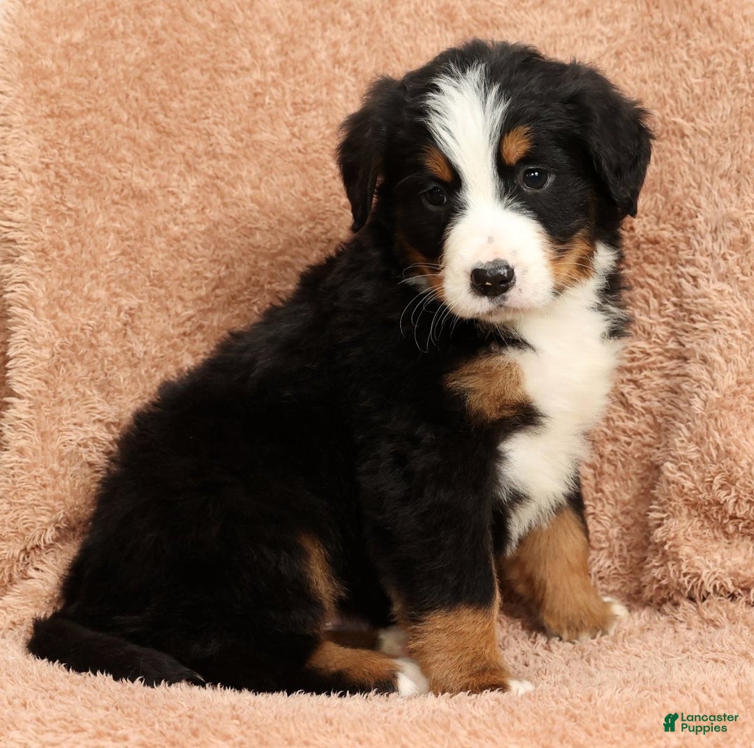Bernese Mountain Dog dogs for sale: Buddy - Ad 3