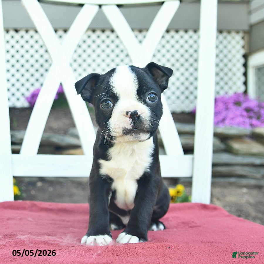Boston Terrier dogs for sale: Patriot - Ad 3