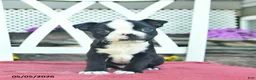 Boston Terrier dogs for sale: Patriot - Ad 1