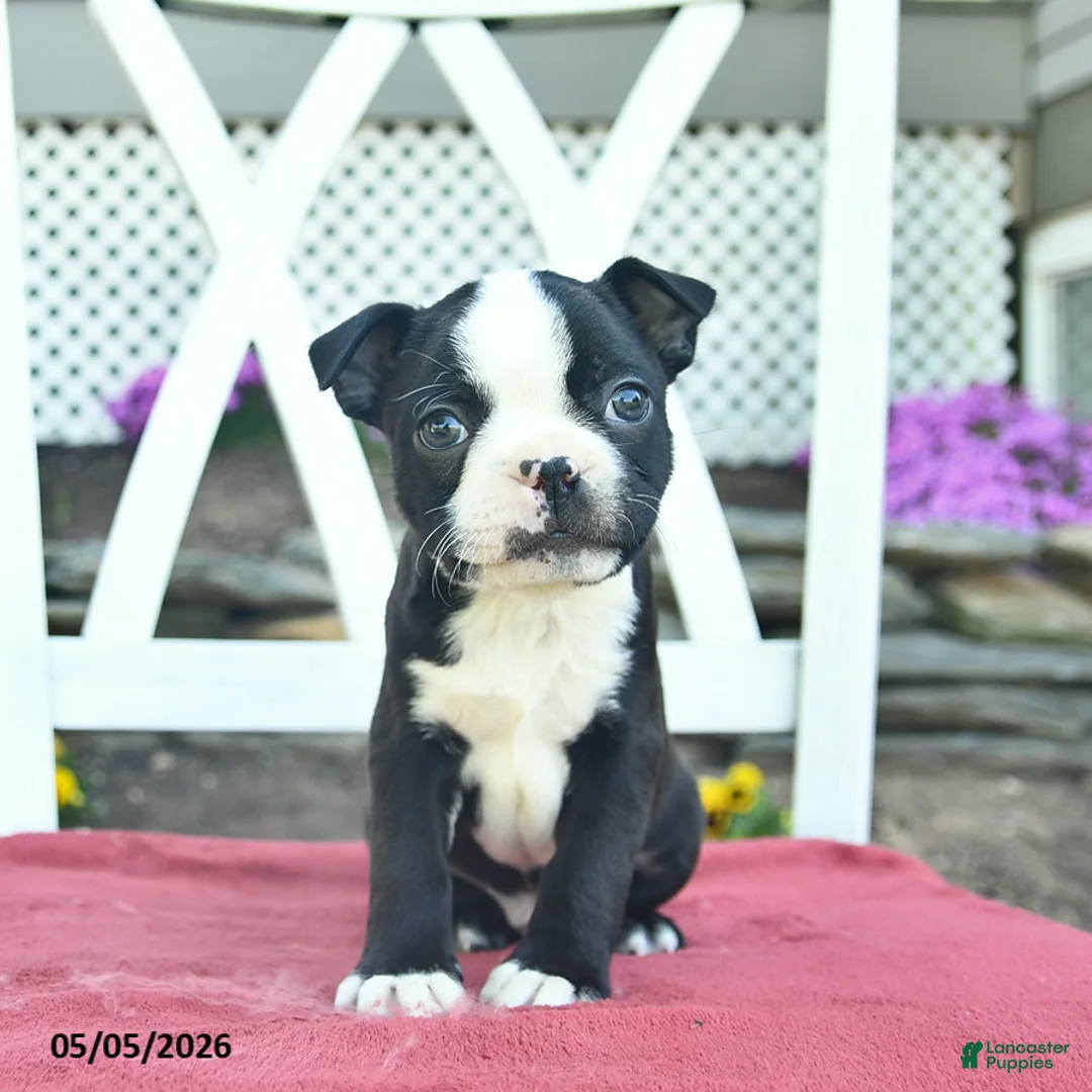 Boston Terrier dogs for sale: Patriot - Ad 1