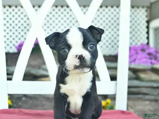 Boston Terrier dogs for sale: Patriot - Ad 3